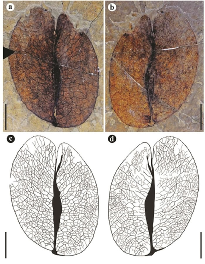 图为伦坡拉栾树化石硕果果瓣，比例尺10毫米。