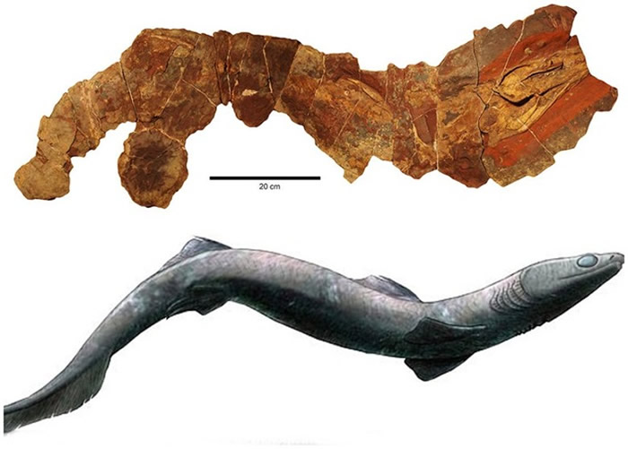 研究人员以电脑重塑该条亮齿鲨化石的原貌。