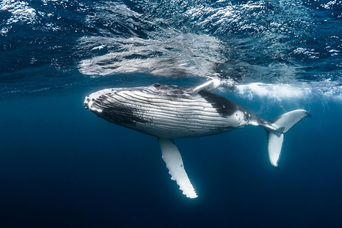 这只年轻座头鲸的一生的价值是数百万美元。 因为牠能够不断地捕捉碳，并在死后将这些碳深沉海底。 PHOTOGRAPH BY GREG LECOEUR, NAT G