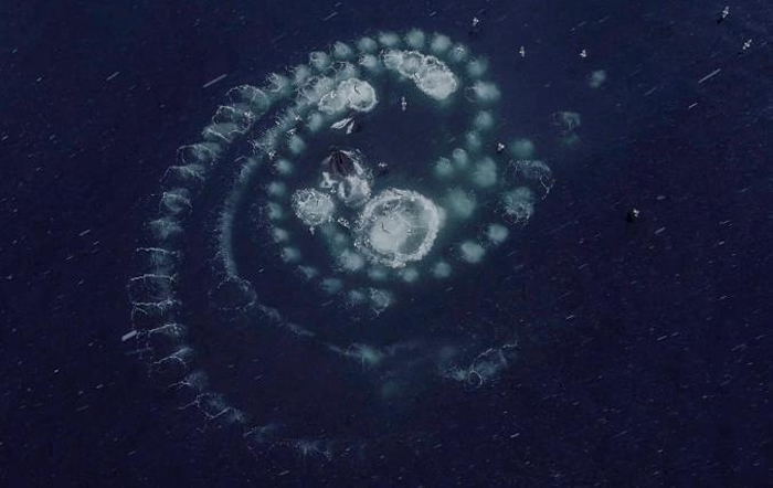 数只座头鲸盘旋在一团磷虾周遭，爆出一串气泡将猎物围困起来。 PHOTOGRAPH BY PAUL NICKLEN, NAT GEO IMAGE COLLECTI