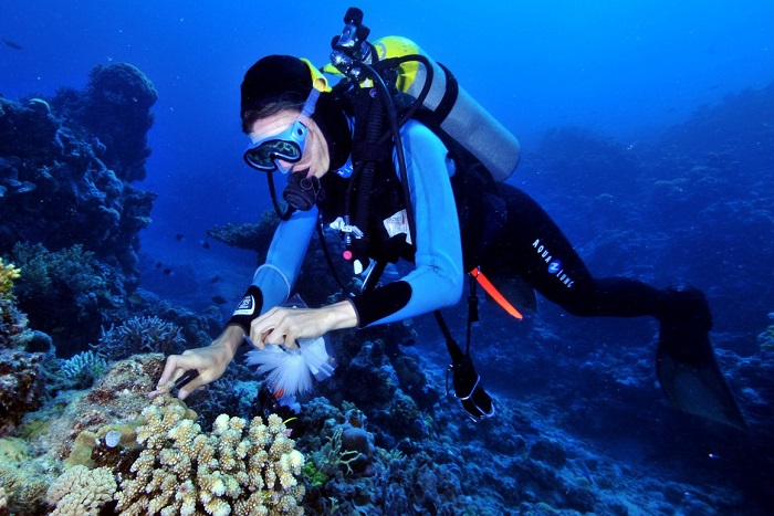研究员 Peter Souter 在昆士兰海域采集海绵样品（图自：Eric Matson / 澳大利亚海洋科学研究所）