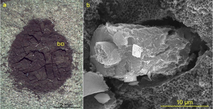 以碳质压膜形式保存的海绵化石精美瓶状海绵Vasispongia delicata（a）及其发育的主要为有机质成分的微矿化骨针（包括保持精美的轴丝；b）