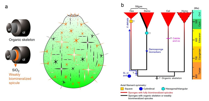 精美瓶状海绵Vasispongia delicate 的复原示意图（a）及对应的海绵动物演化谱系和可能的分类位置（b）