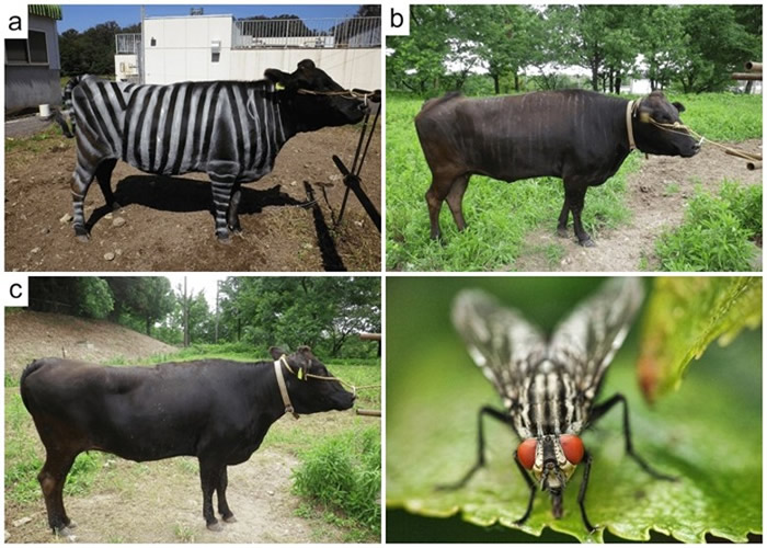 实验将牛分成不同组别，苍蝇平均数量分别巨大。