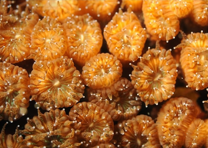 研究发现珊瑚虫调整生存策略 澳洲大堡礁或有望重生