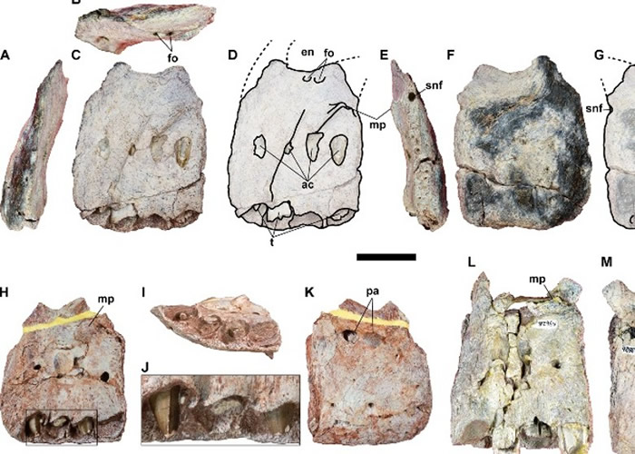 泰国首次发现最大食肉恐龙的骨骼化石。
