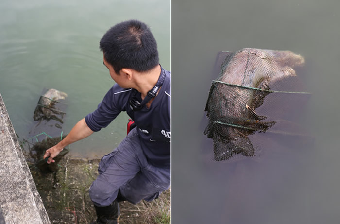 日前曾有欧亚水獭误闯蜈蚣网，溺毙水库。（图／金门县政府提供）