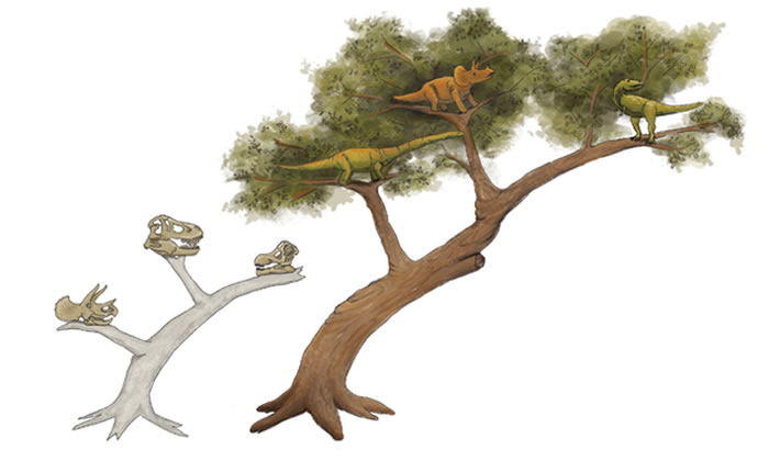 目前的恐龙演化树从1887年开始使用，基本上是基于骨盆形态的差异。最近，科学家对这一分类方式的基础提出了新的观点