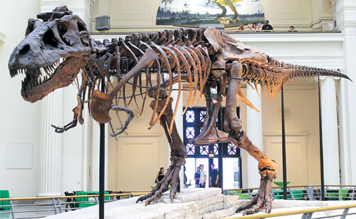 芝加哥菲尔德自然历史博物馆中名为“苏”（Sue）的暴龙骨架，展示了其骨盆中向前的耻骨。像暴龙这样的兽脚亚目恐龙传统上被认为是蜥臀目的一部分，因为它们的骨盆方向与