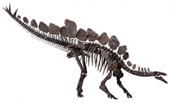 这张剑龙骨架图显示了其骨盆的后向耻骨。剑龙属于鸟臀目，因为它们的骨盆结构与现代鸟类相似