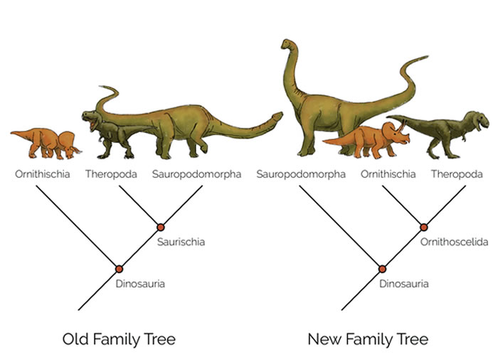 左边是传统的恐龙演化树，根据骨盆形态的差异，将鸟臀目和蜥臀目分开。右边是马修·巴伦及其同事提出的新演化树，其中鸟臀目与兽脚亚目形成了一个新的类群，叫做“鸟腿目”