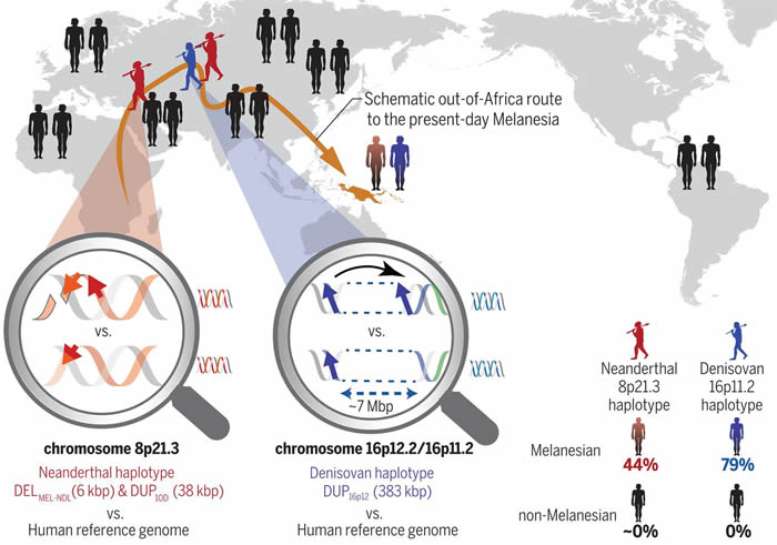 现代的美拉尼西亚人带有继承自古老尼安德特人和丹尼索瓦人种的适应性基因变异体