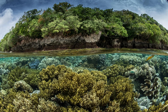 在「原始海洋」（Pristine Seas）这个计划中一趟到帛琉的探险里，工作团队发现了这边的陆上和海里都拥有高度生物多样性。 PHOTOGRAPH BY EN