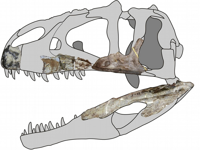 在泰国进行的化石发掘找出了苏瓦提暹罗盗龙（Siamraptor suwati），是一种新型的掠食性恐龙。 这种生物属于鲨齿龙属，牠们以神似牛排刀的锯齿状牙齿闻名