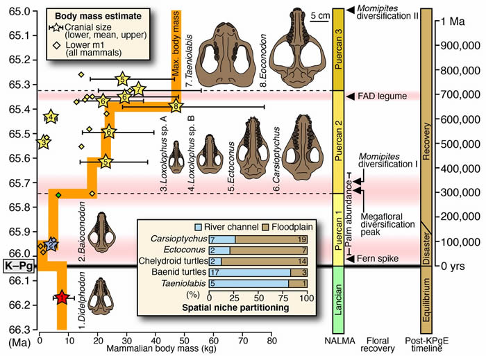 美国科罗拉多州新发现的化石记载了白垩纪-早第三纪物种灭绝后生物的反弹