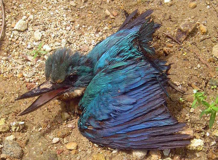 塔克隆岛国家海洋保护区也受到此次油污严重影响。 图为在沿海红树林救出的伤鸟。 Shubert Ciencia摄（CC BY 2.0）