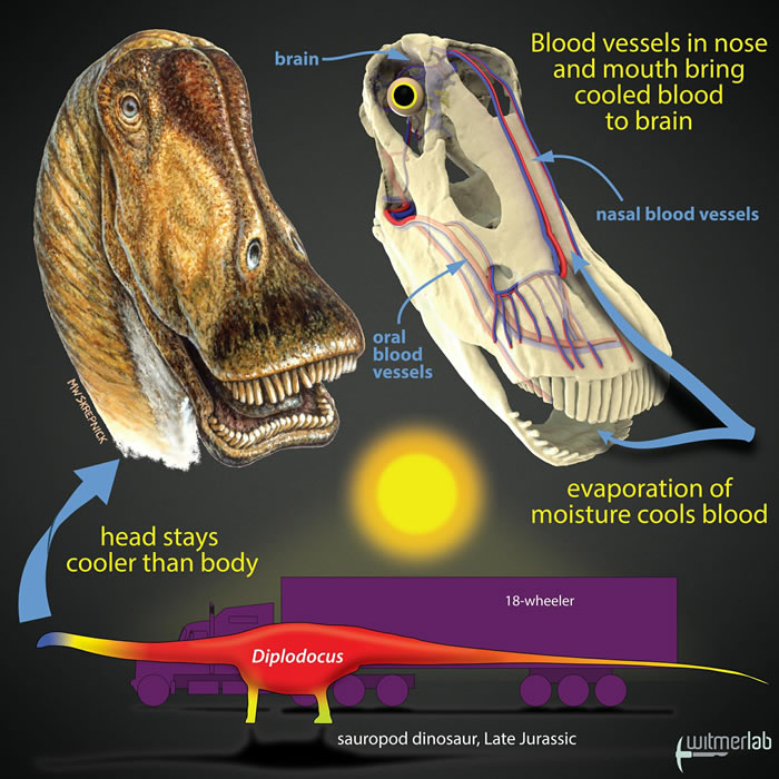 新研究称大型恐龙通过头部血管降温