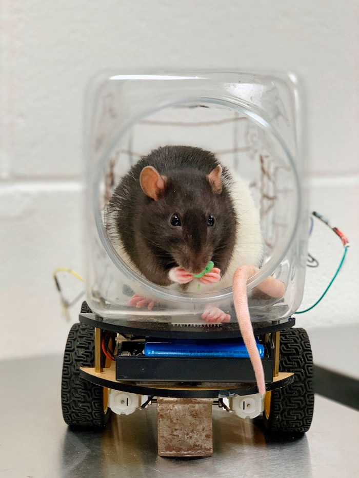 研究发现经训练的老鼠体内的DHEA较高，即使没奖励亦乐在其中。