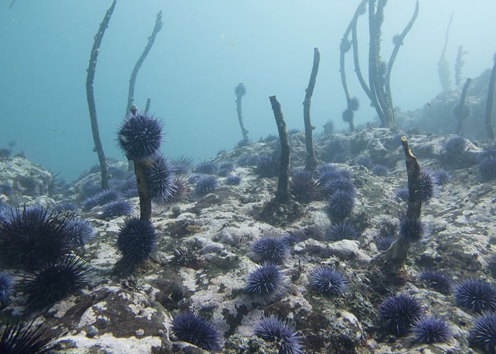 美国加州海域3.5亿只紫海胆吞噬摧毁海藻 恐酿海洋生态灾难