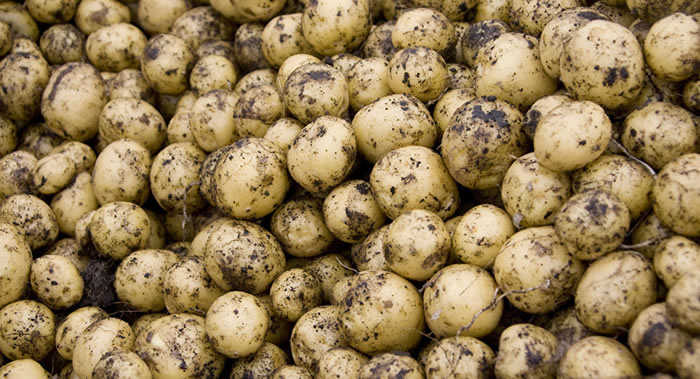 美国伊利诺伊州大学专家发现土豆泥可以在长期锻炼时成为碳水化合物凝胶的替代品