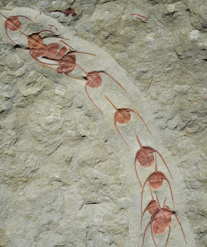 新发现的古头带虫属（Ampyx）三叶虫化石证实这种远古海洋生物会集结成线状群集，目的可能是为了迁徙或交配。 PHOTOGRAPH BY JEAN VANNIER