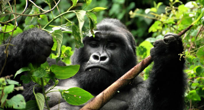 非洲国家公园游客过近靠近大猩猩拍照 使这些动物面临感染病毒和染上流行病的危险