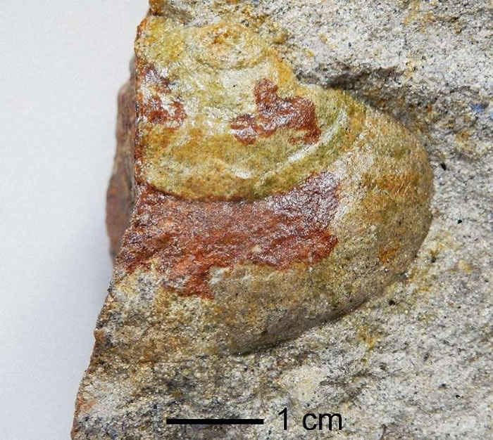 日本新潟县系鱼川市发现1400万年前海螺化石 为解开日本列岛形成过程之谜提供珍贵资料