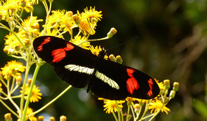 物种间DNA交换是袖蝶属蝴蝶多样性的主因