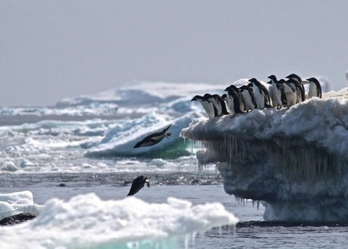 多国提出在南极建立大型海洋保育区 中国和俄罗斯反对