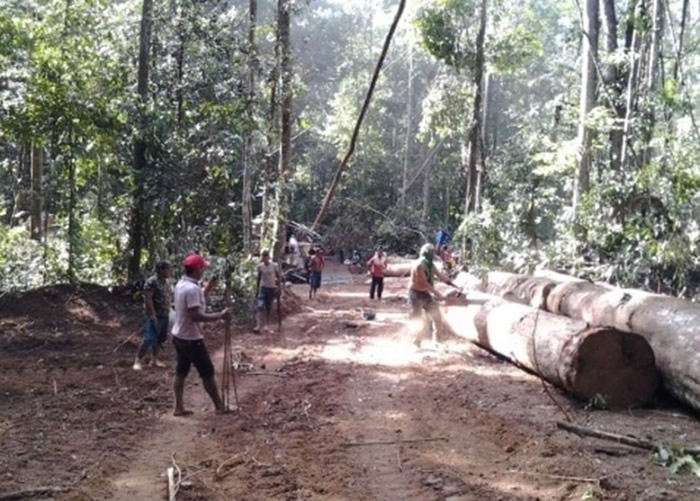 亚马逊雨林非法伐木问题严重。