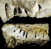 波兰一片玉米田发现1.5亿年前的“海怪”上龙化石