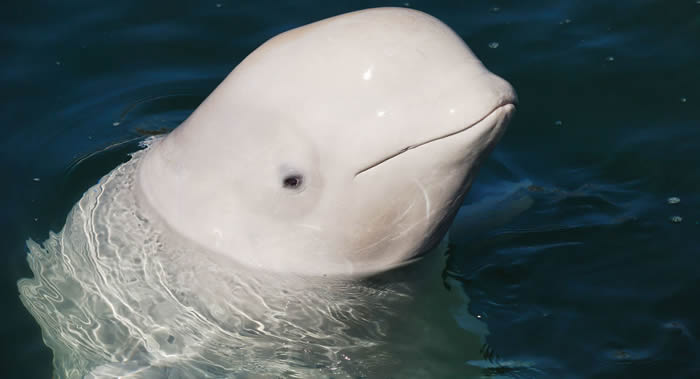 俄罗斯科学家决定将滨海边疆区“鲸鱼监狱”中剩余白鲸分三批放生