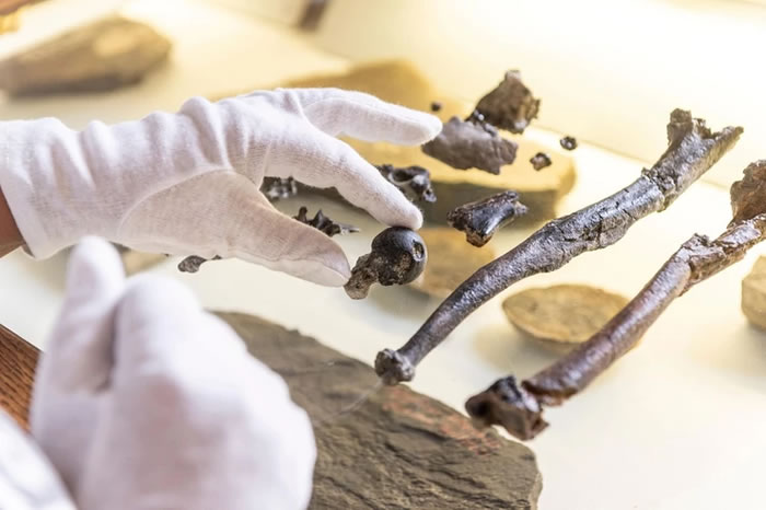 德国巴伐利亚发现全新古猿化石 人类祖先直立行走的时间又提前了数百万年
