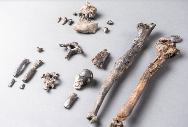 德国巴伐利亚发现全新古猿化石 人类祖先直立行走的时间又提前了数百万年