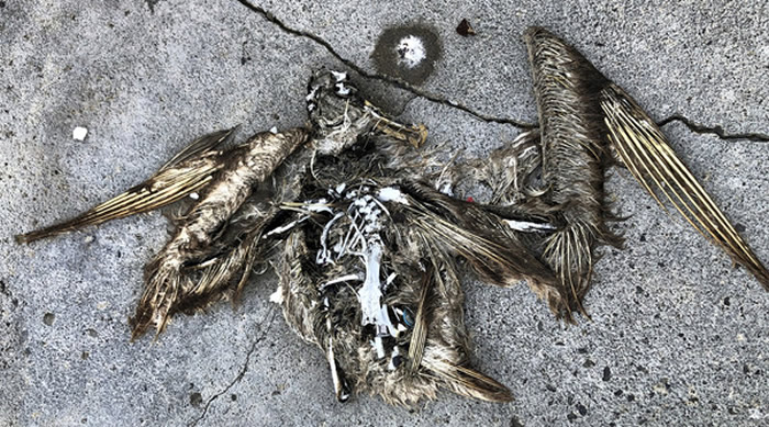 “海鸟天堂”中途岛变大型海鸟墓园 尸体内全是塑胶垃圾
