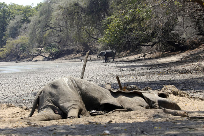 世界自然遗产津巴布韦马纳潭国家公园原本是野生动物饮水天堂 105头大象因缺水而死