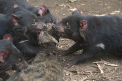 澳洲玛丽亚岛因为“塔斯马尼亚恶魔”袋獾的回归恢复生态平衡