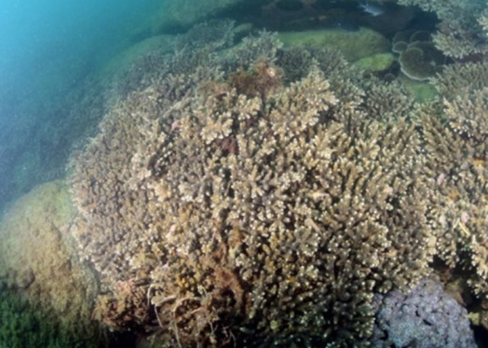 以鹿角珊瑚为主导的石珊瑚群落。