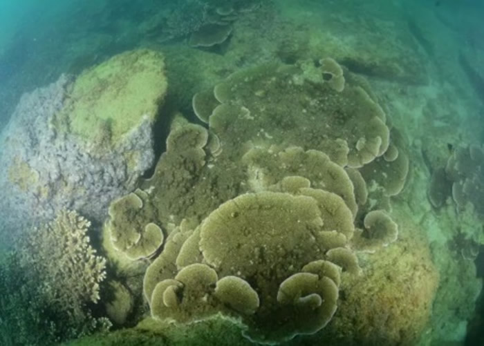 以蔷薇珊瑚为主导的石珊瑚群落。