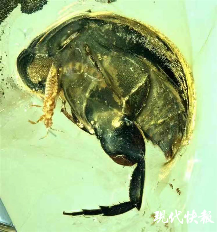 一亿年前“采花大盗”缅甸访花花蚤吃花瞬间被定格 缅甸琥珀中发现有花植物昆虫传粉最早证据