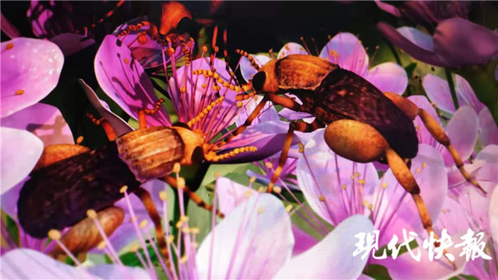 一亿年前“采花大盗”缅甸访花花蚤吃花瞬间被定格 缅甸琥珀中发现有花植物昆虫传粉最早证据