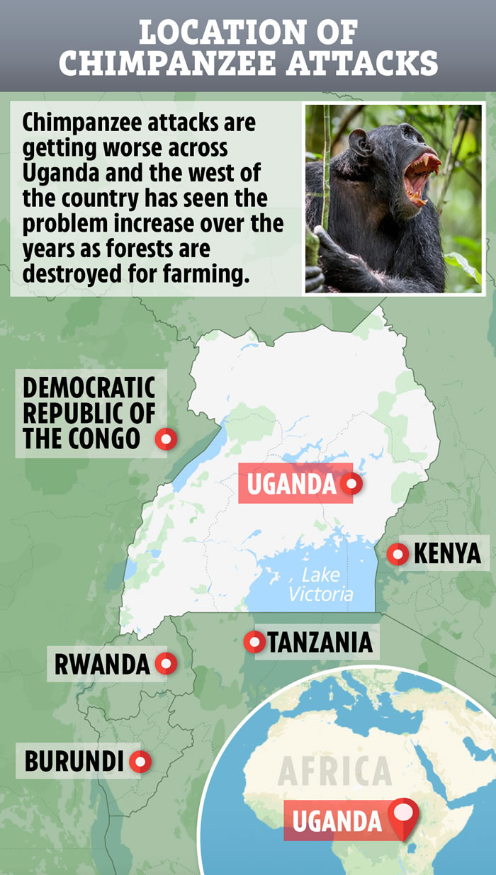 栖息地越来越小开始猎杀人类幼童 2014年非洲乌干达黑猩猩从母亲怀中抢走2岁儿童剖肚摘肾脏