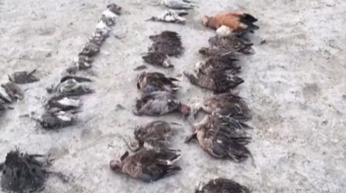 印度北部拉贾斯坦邦桑珀尔盐湖附近发现千余只候鸟遗体