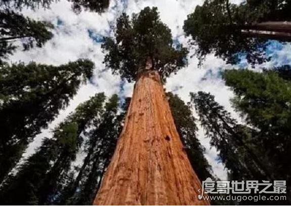 世界上最大的树雪曼将军树，体积达1487立方米