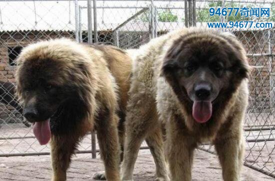 世界上最大的狗，高加索山脉犬（比人还要高大）  世界之最  第1张