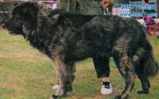 世界上最大的狗，高加索山脉犬（比人还要高大）  世界之最  第3张