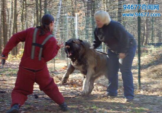 世界上最大的狗，高加索山脉犬（比人还要高大）  世界之最  第4张