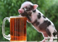 世界上最可爱的猪，宠物猪(一年长200斤成大肥猪)