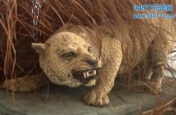 史上最冤枉的动物，“害兽”桑给巴尔豹惨遭人类灭绝