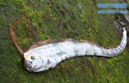 白龙王是什么鱼，世界上最长的硬骨鱼——皇带鱼(最长15米)